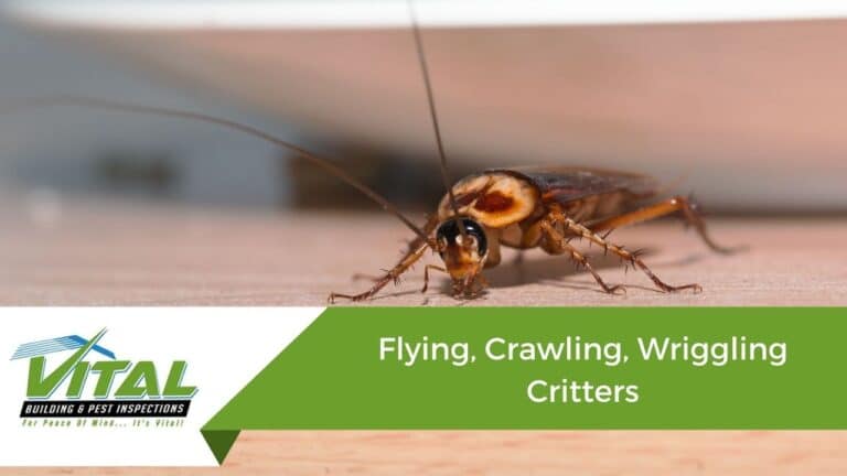 Flying, Crawling, Wriggling Critters