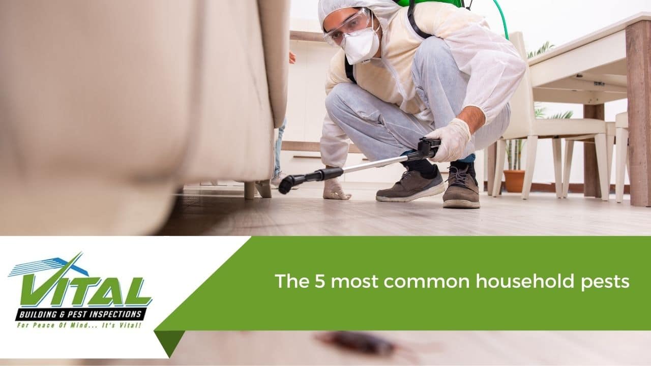 The 5 most common household pests