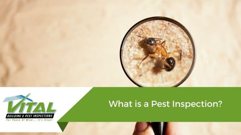 What is a Pest Inspection?