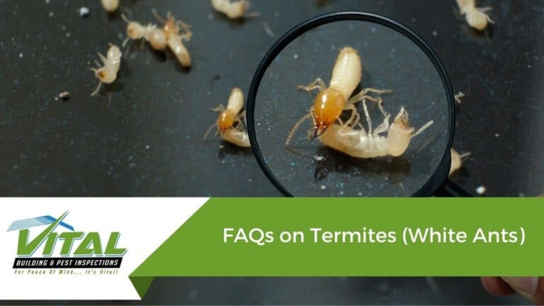 FAQs on Termites (White Ants)