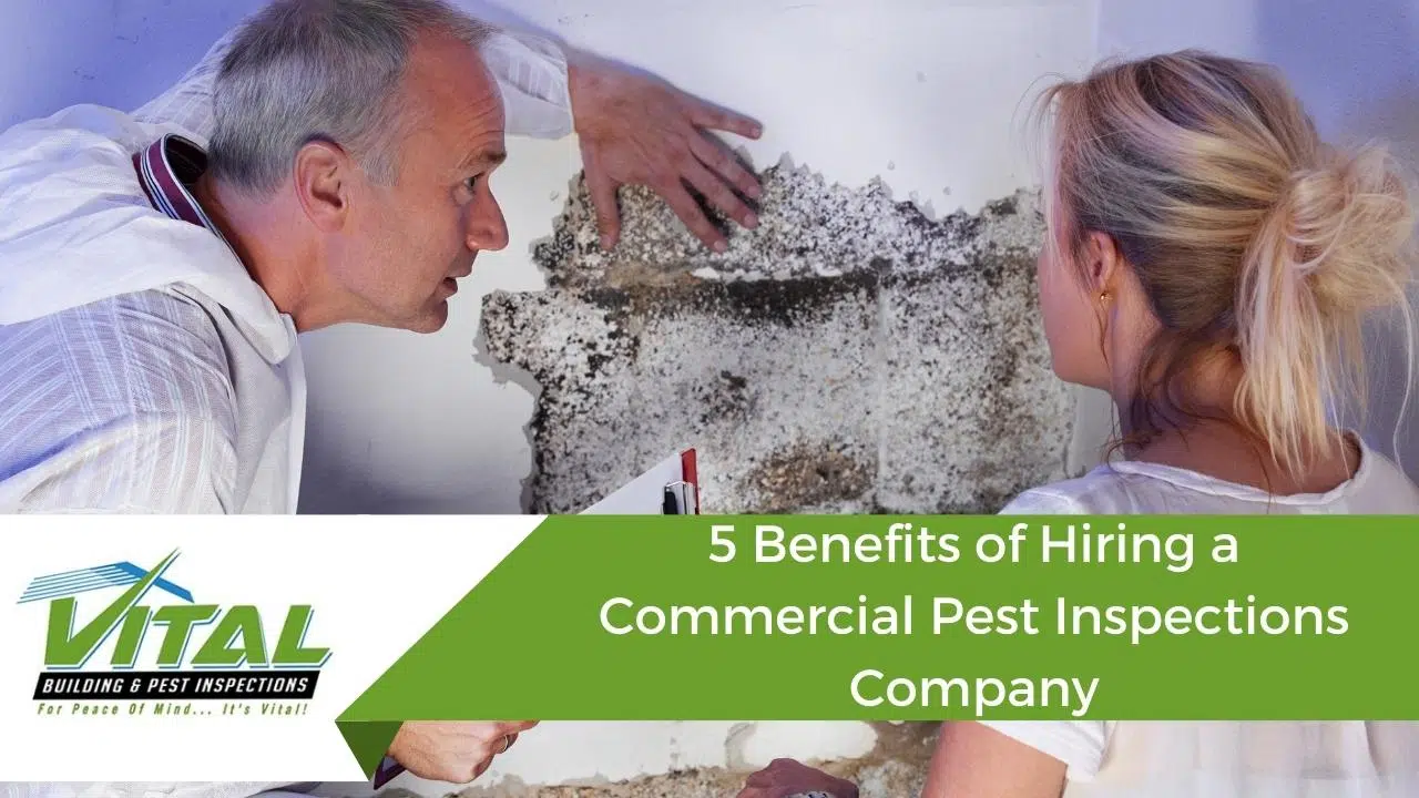 5 Benefits of Hiring a Commercial Pest Inspections Company