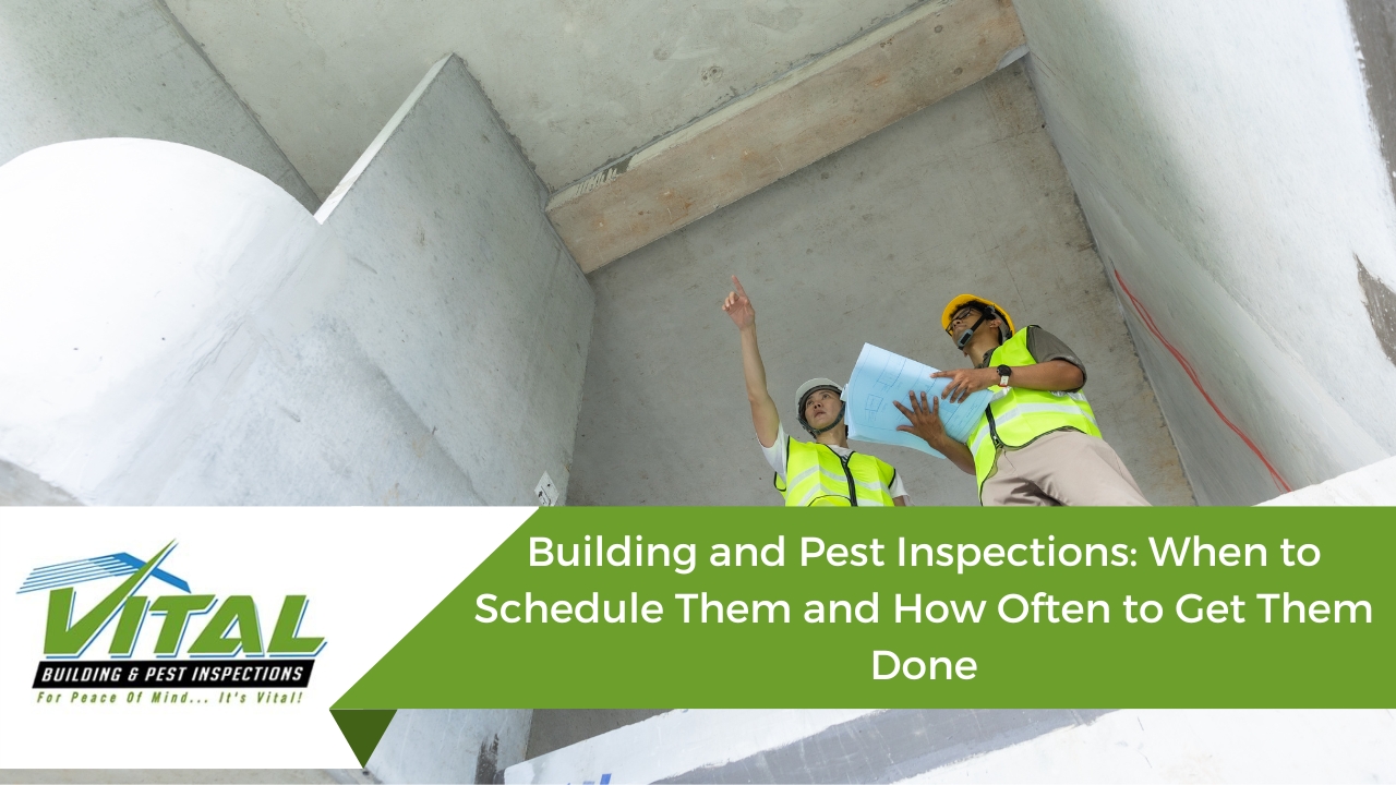 Building and Pest Inspections: When to Schedule Them and How Often to Get Them Done
